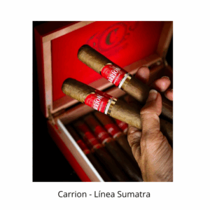 Carrión Línea Sumatra